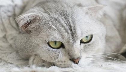 夸张!7轮13球!瓦科补时破门完成双响,泰山再度扳平2-2申花