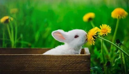 夸张！7轮13球！瓦科补时破门完成双响，泰山再度扳平2-2申花